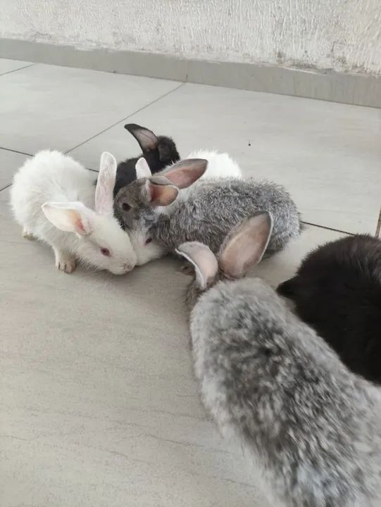 Filhotes de coelhos gigante de Flandres  - Foto 2