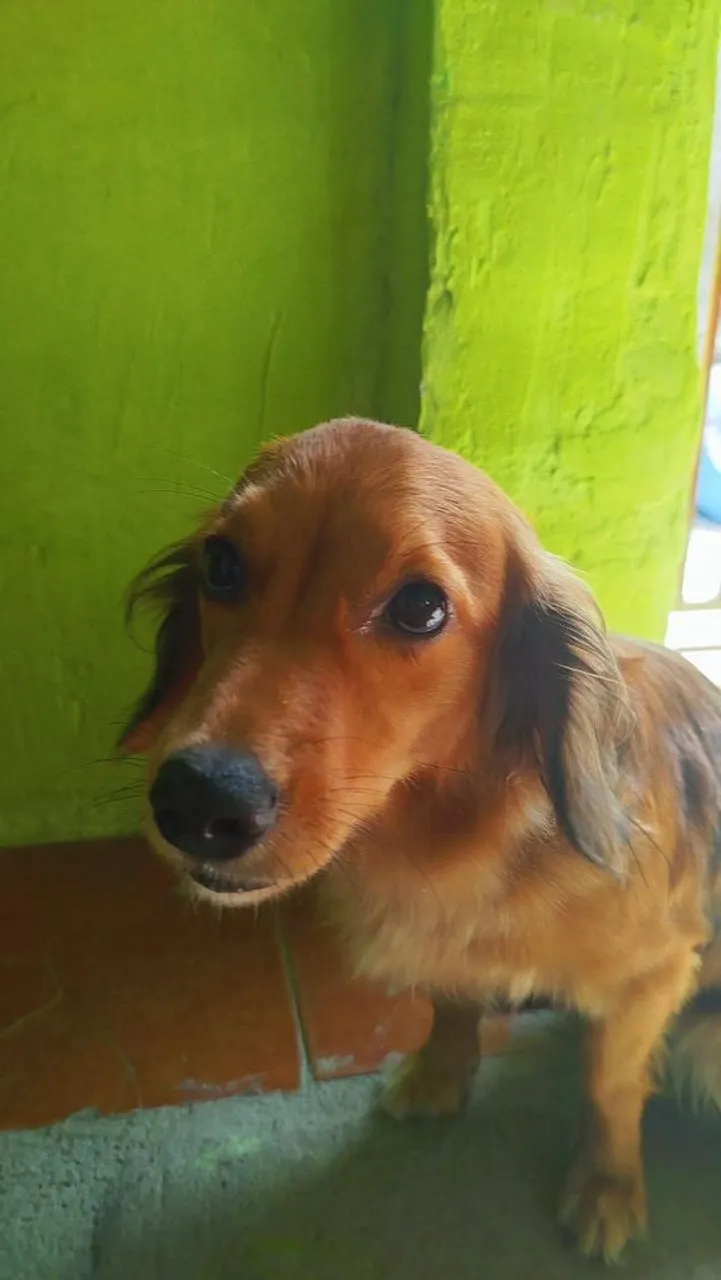 Cachorro salsicha com SRD doação