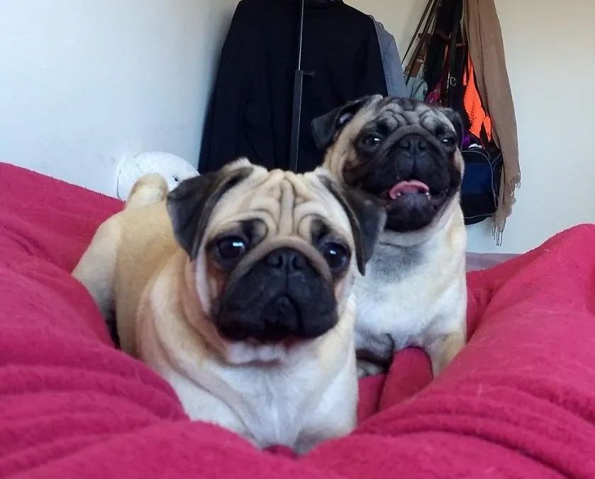 Pug  - Foto 4