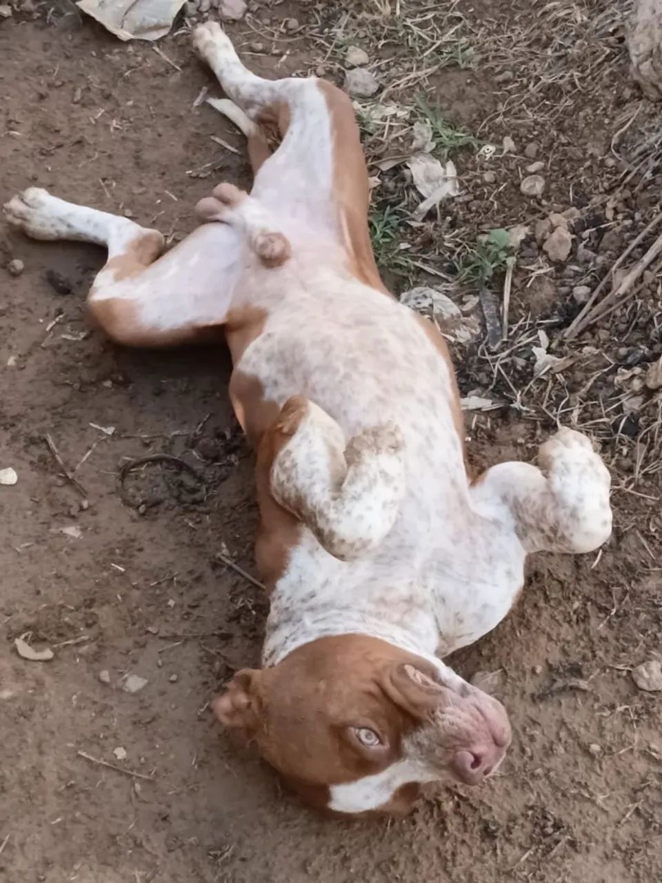 Filhote de pitbull macho 