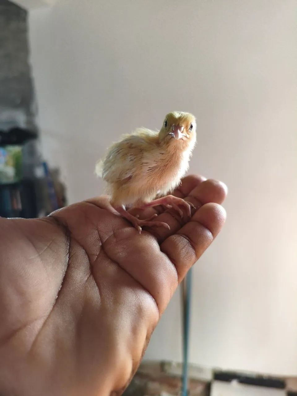 Pintinhos codorna  - Foto 3