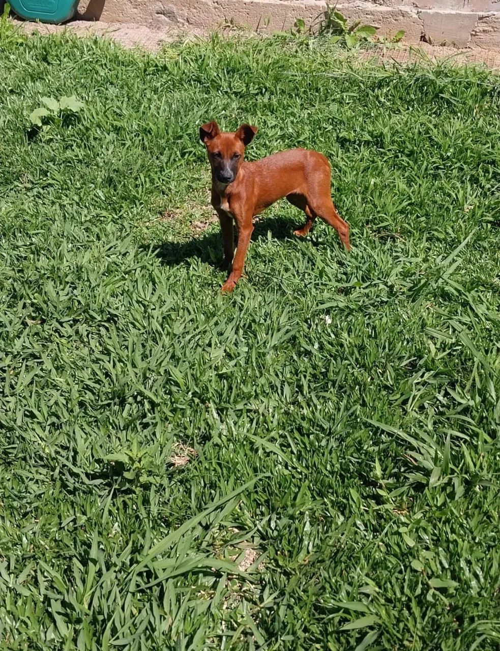 Adoção responsável  - Foto 2