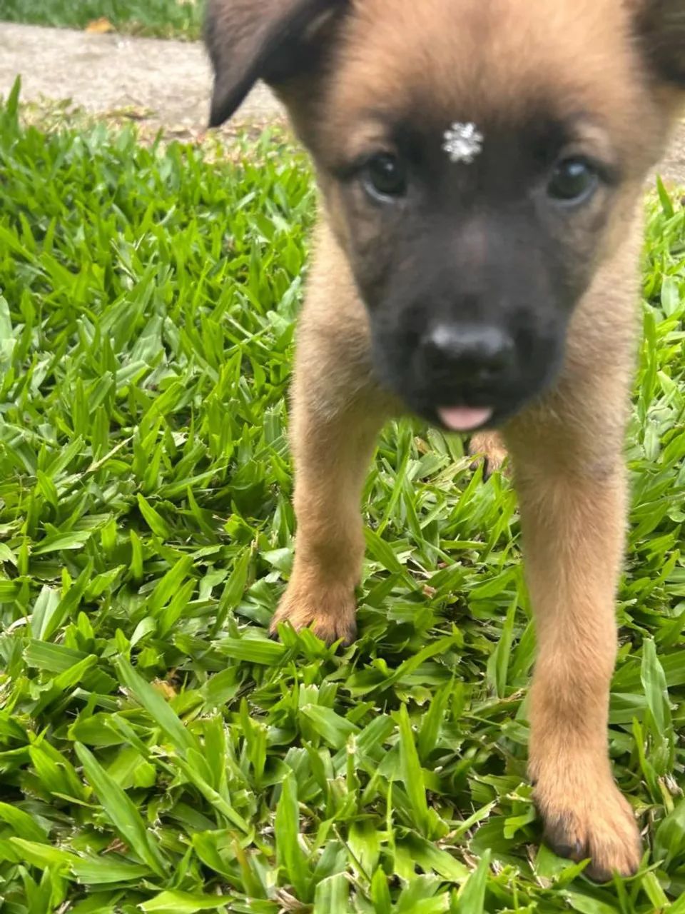 Filhotes de Pastor Belga Malinois  - Foto 6