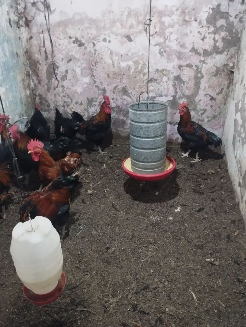 Galos pra vender  - Foto 4