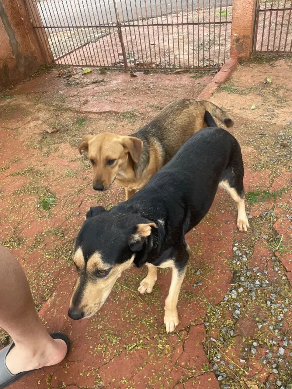 Doação de cachorro  - Foto 4