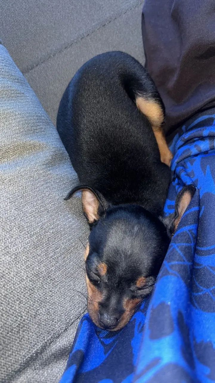 Pinscher  - Foto 3