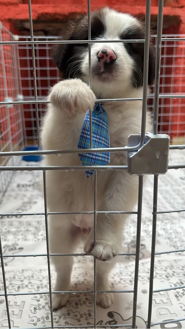 ADOÇÃO RESPONSÁVEL - Foto 2