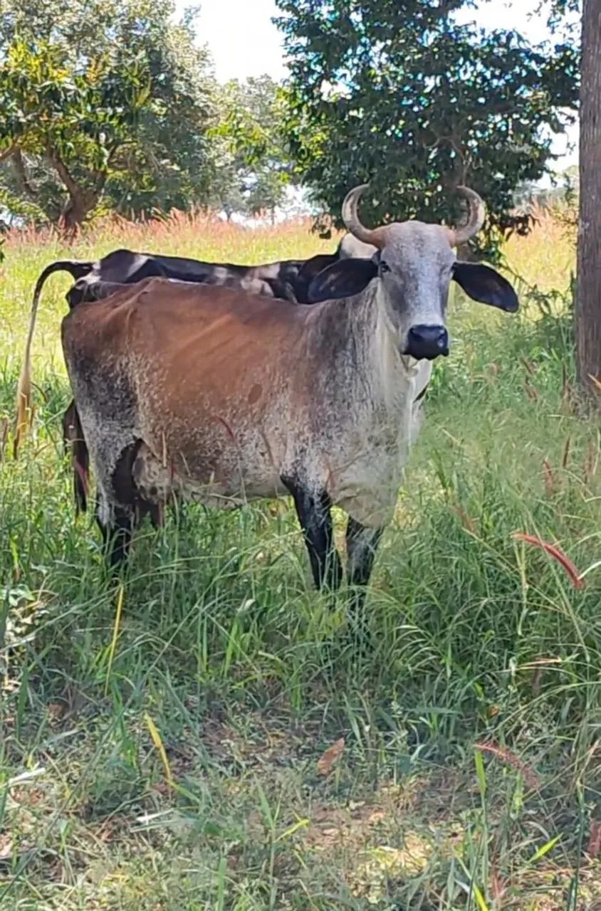 Vacas leiteiras - Foto 2