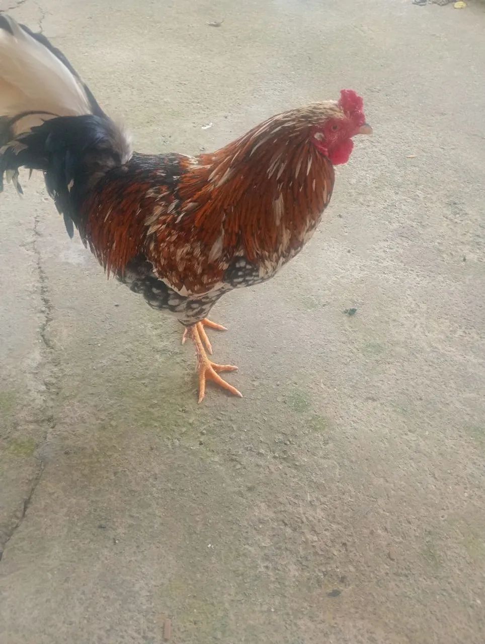 Frango já grande índio  - Foto 2