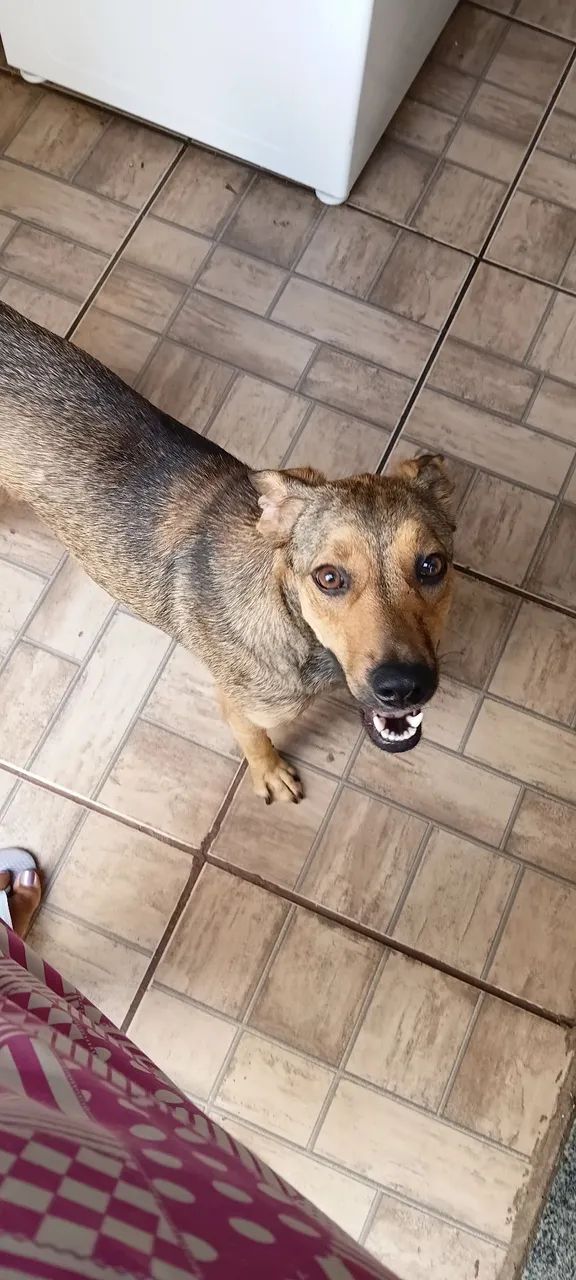 Doação de cachorra fêmea 