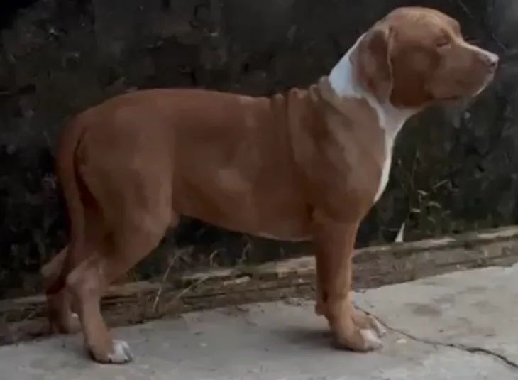Pit monster macho com 6 meses e pedigree  - Foto 3