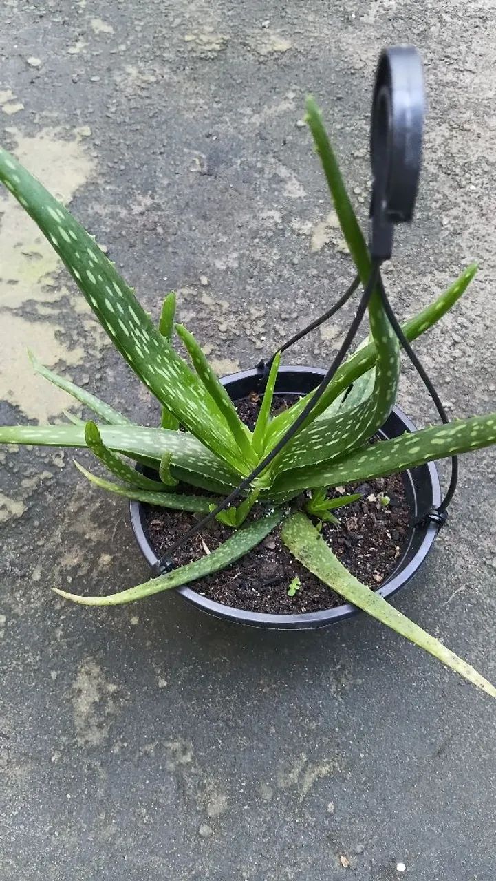 Plantas pendentes 
