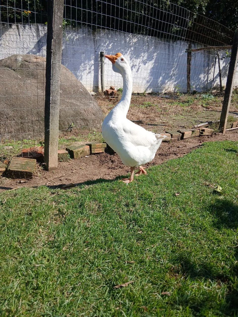 Vendo dois gansos machos - Foto 5