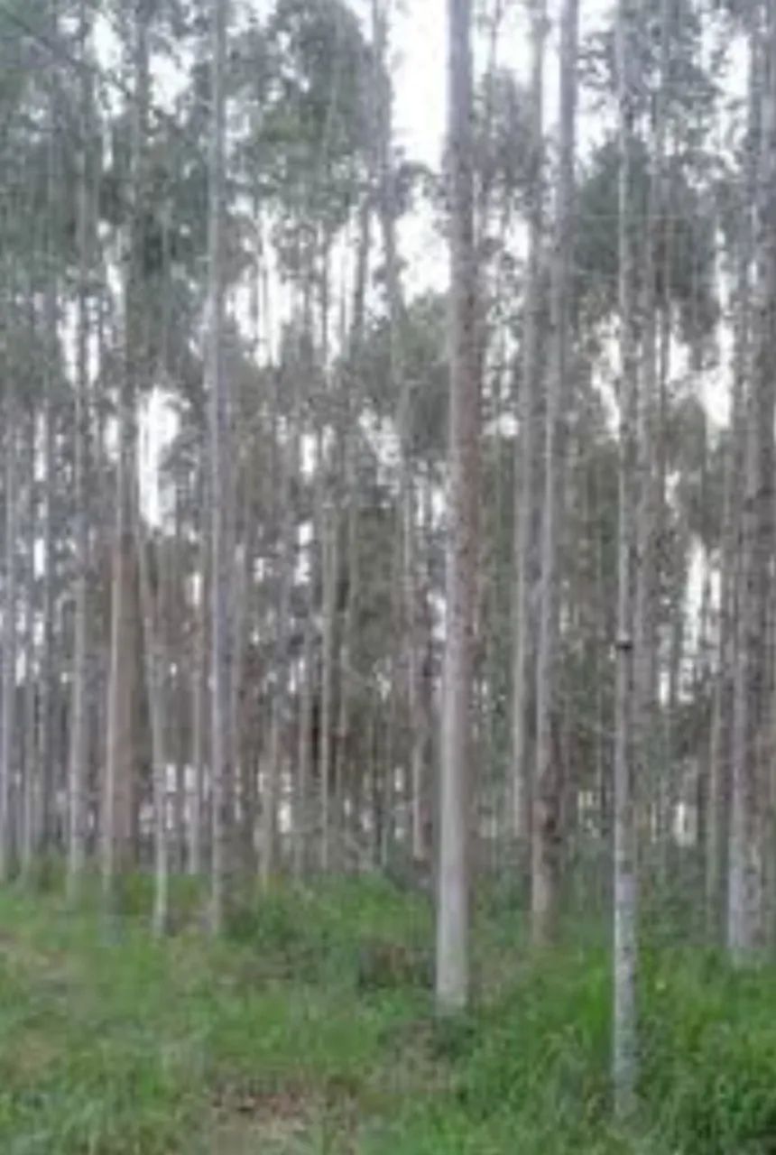 Fazendas  com eucalipto  - Foto 2