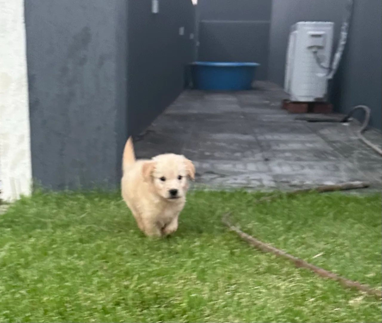 Golden Retriver  - Foto 2