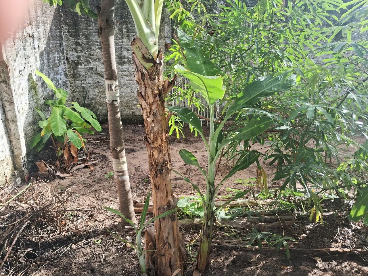 Mudas de banana prata e maçã (leite) Embrapa - R$20 - Foto 4