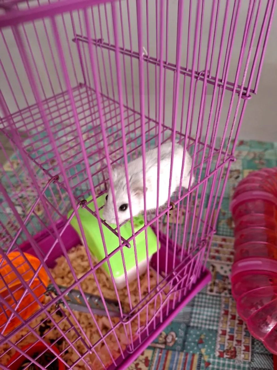 Hamster anão russo  - Foto 5