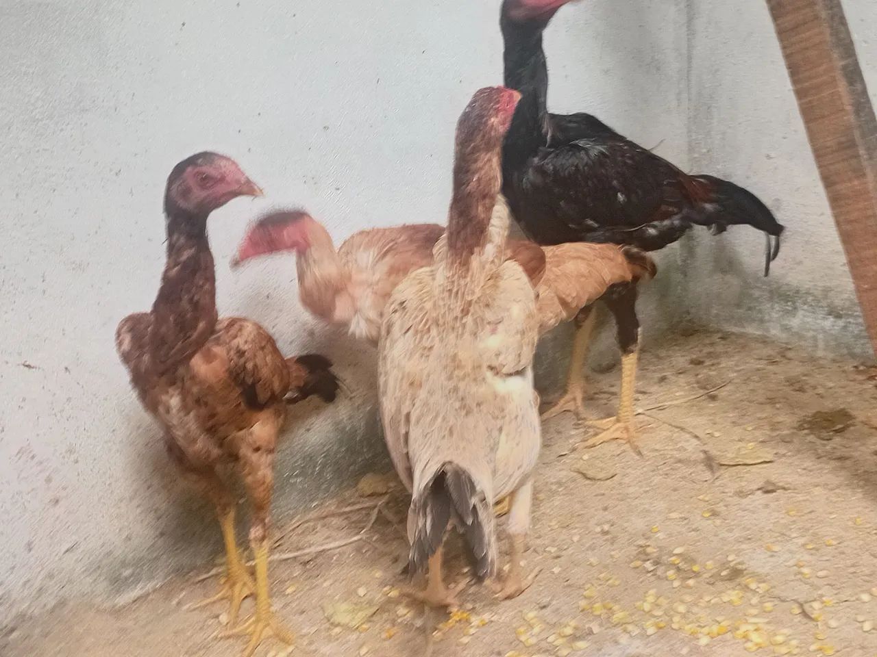 Frango e frangas caipira - Foto 2