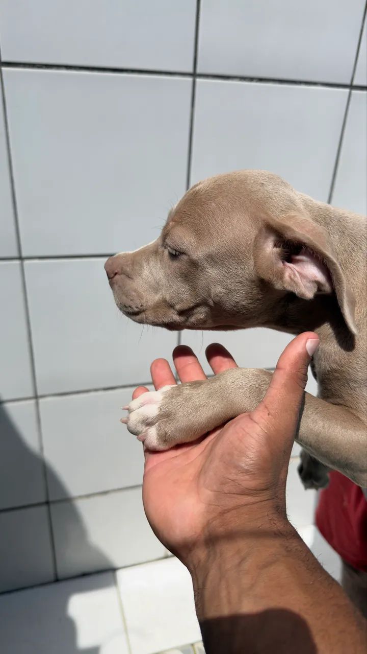 Pitbull  - Foto 5