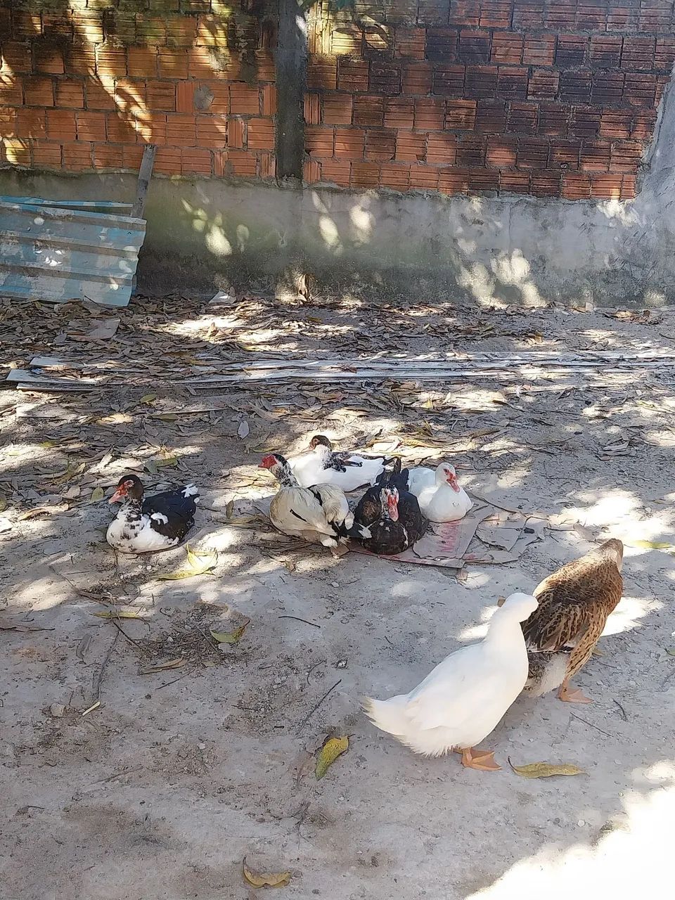 Patos - Foto 5
