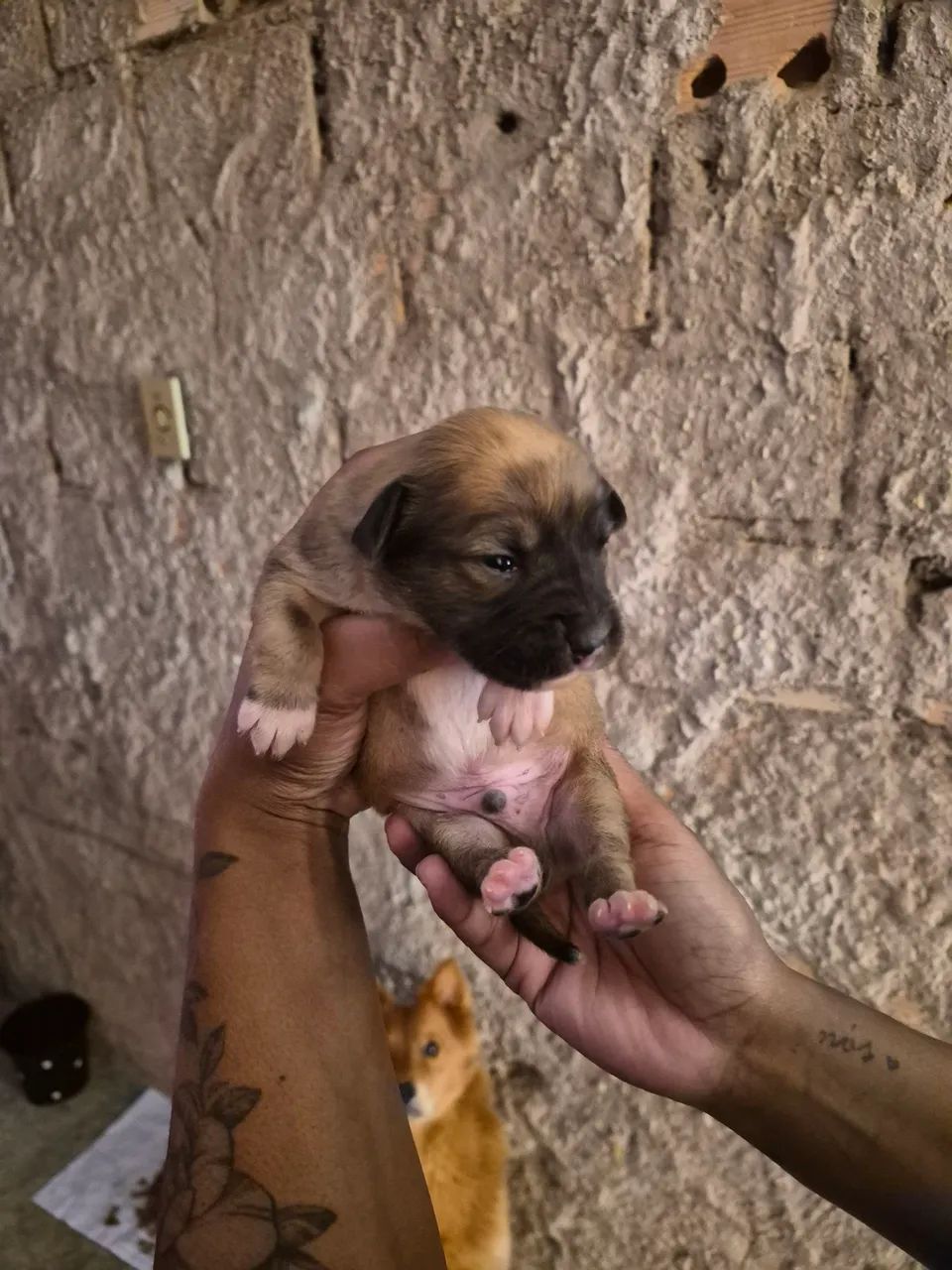 Doação raça indefinida  - Foto 2