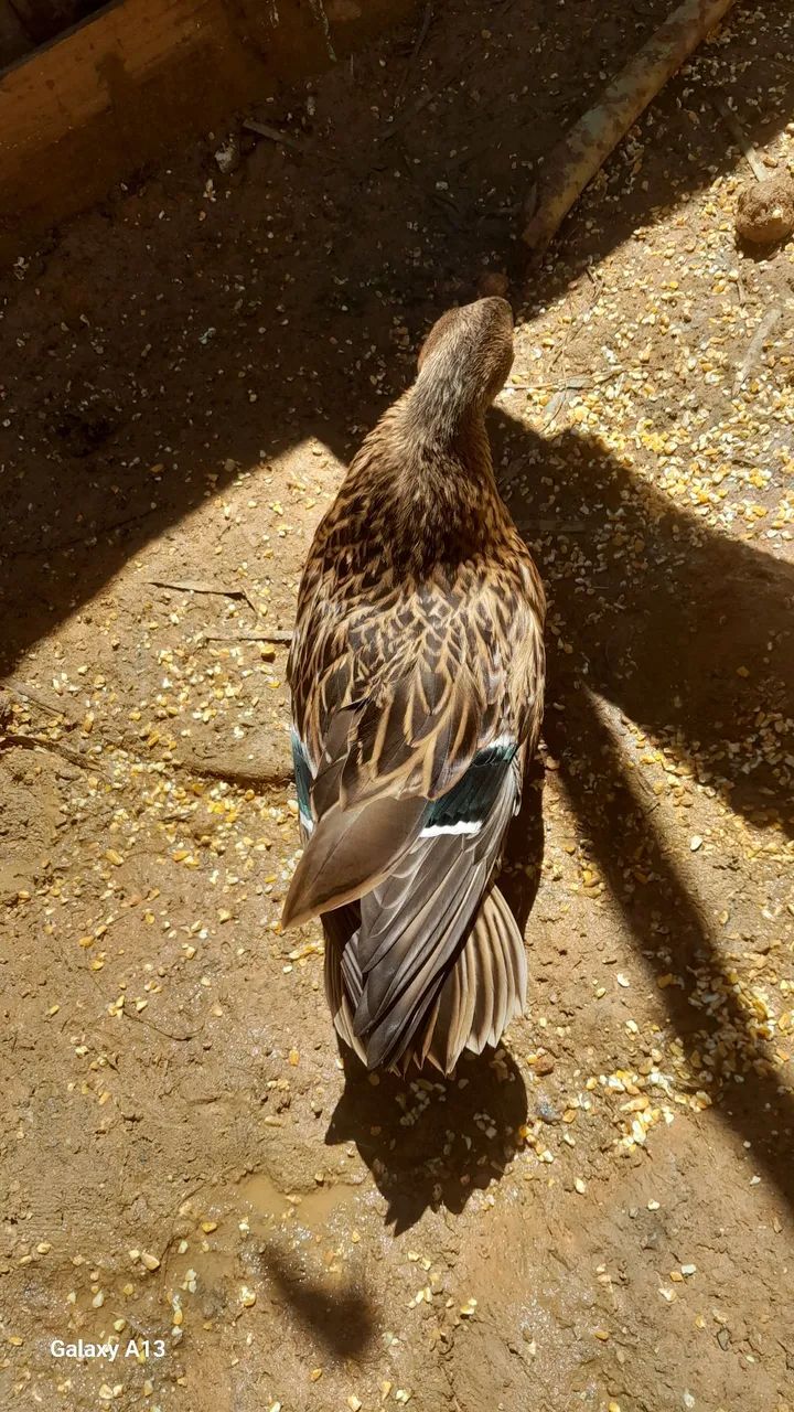 Pato lindo  - Foto 3