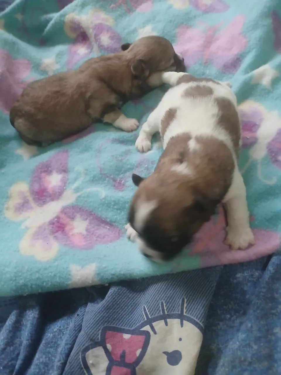 Machos chihuahua.  - Foto 3