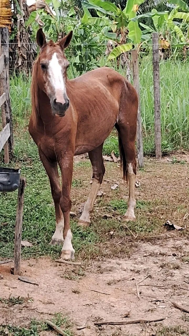Charcara 