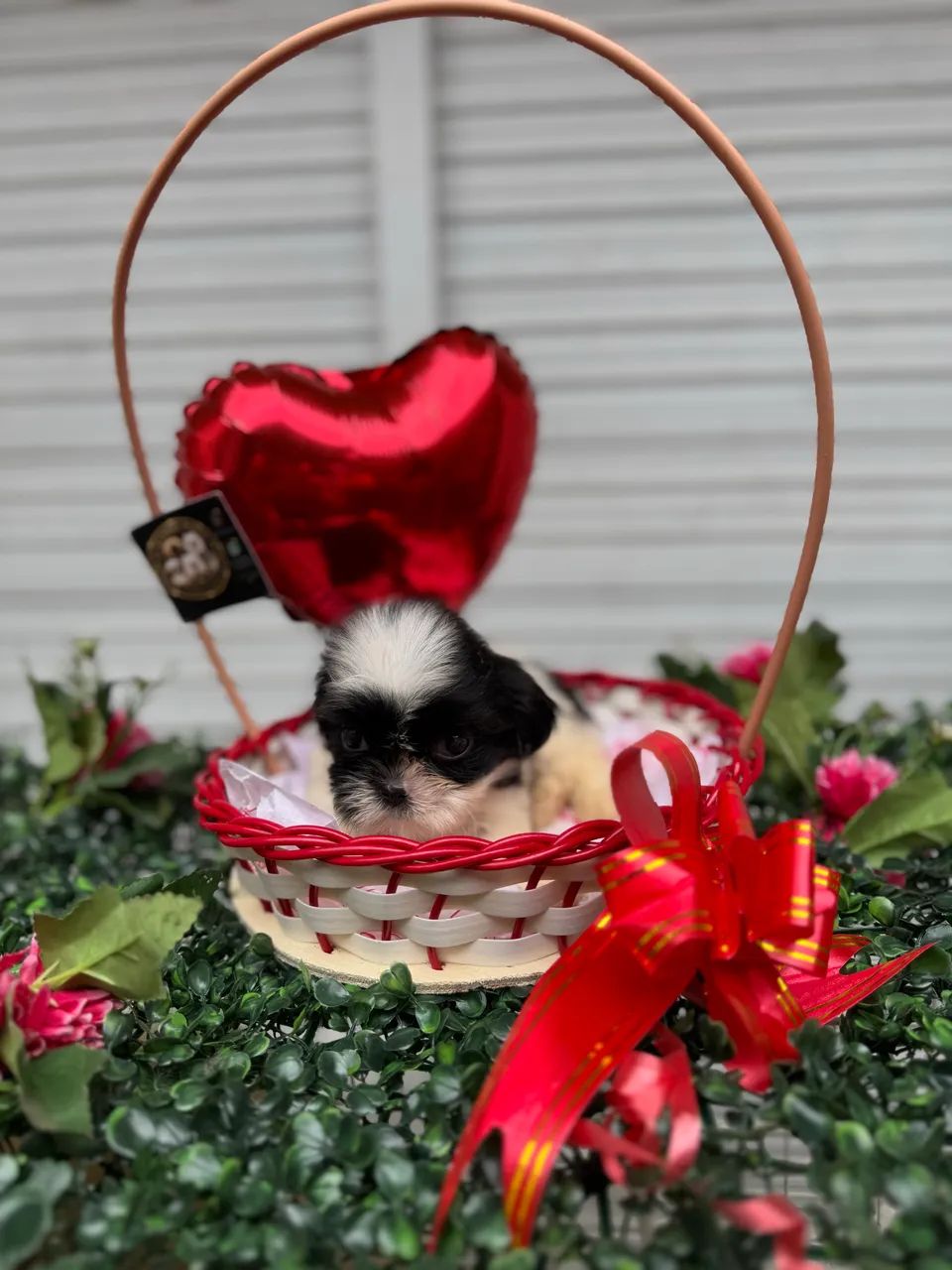 Shihtzu  - Foto 5