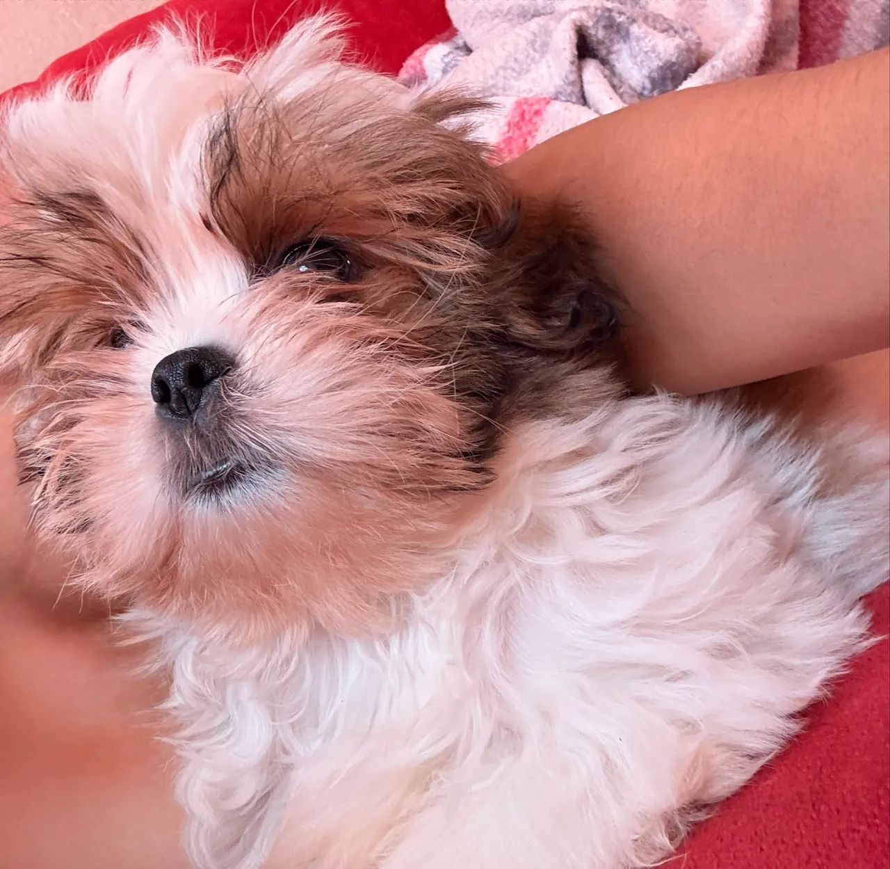Cachorrinho  - Foto 4