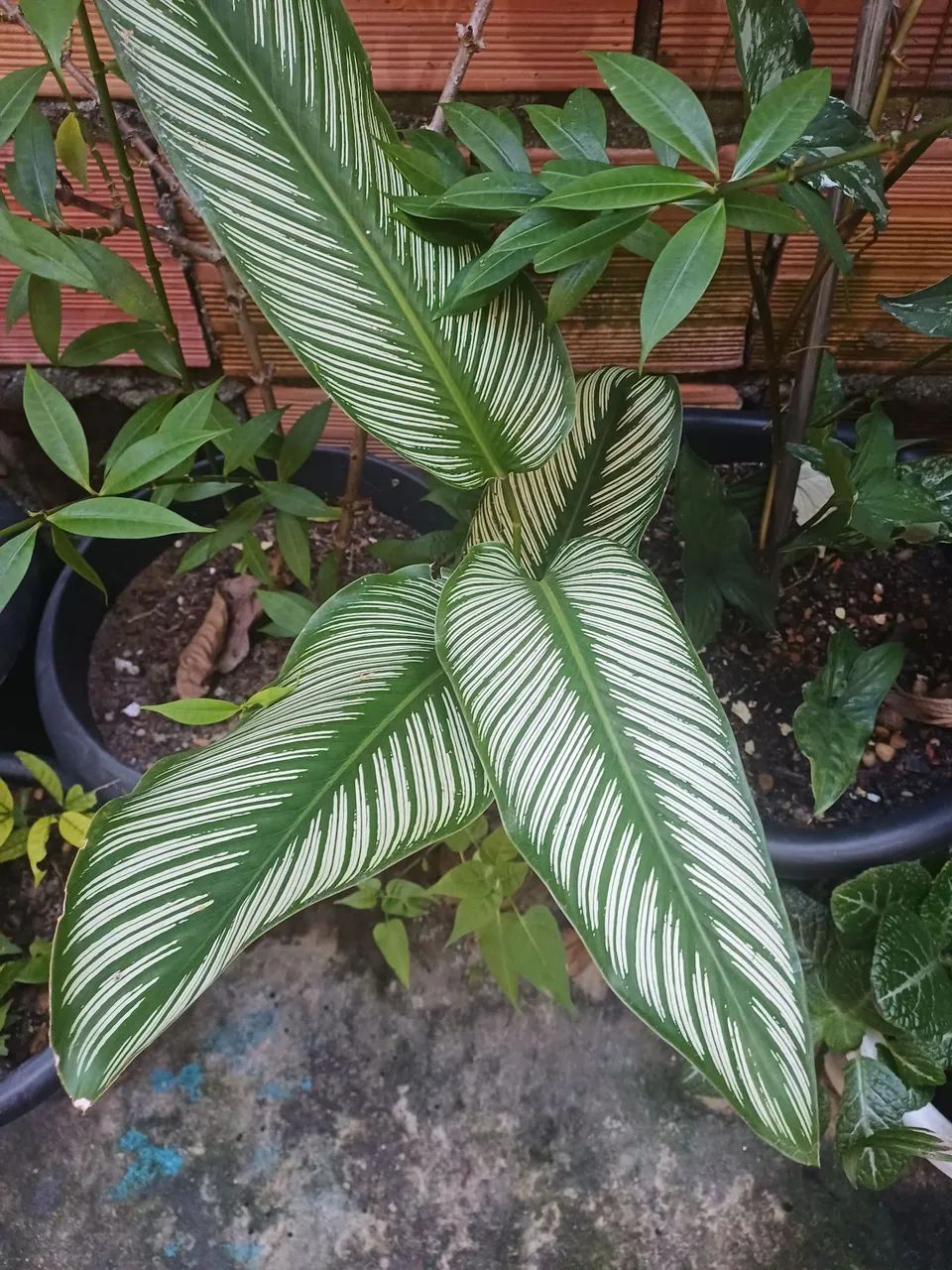 Plantas e mudas de Maranta Riscada 