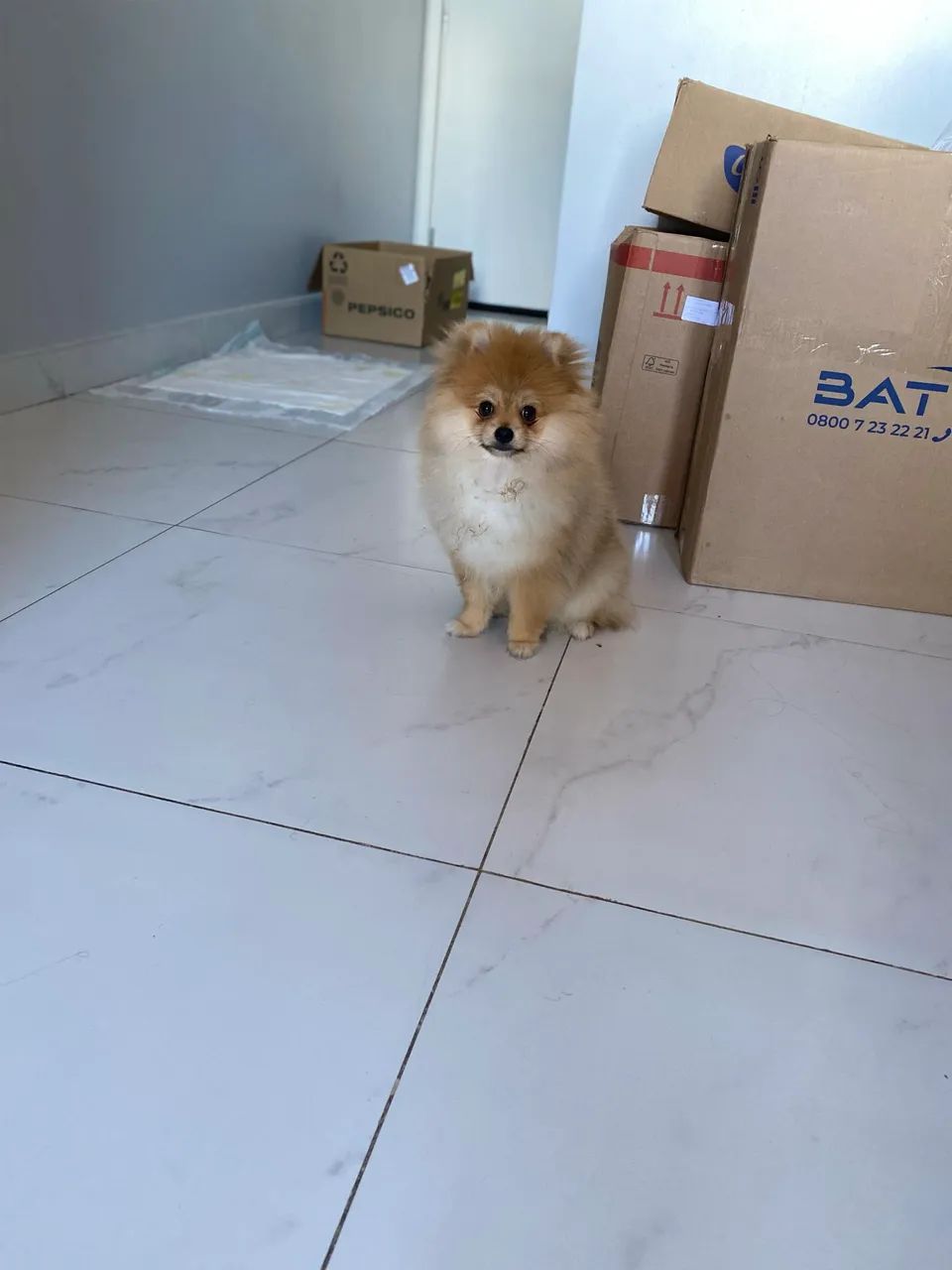 Filhote spitz anão com pedigree