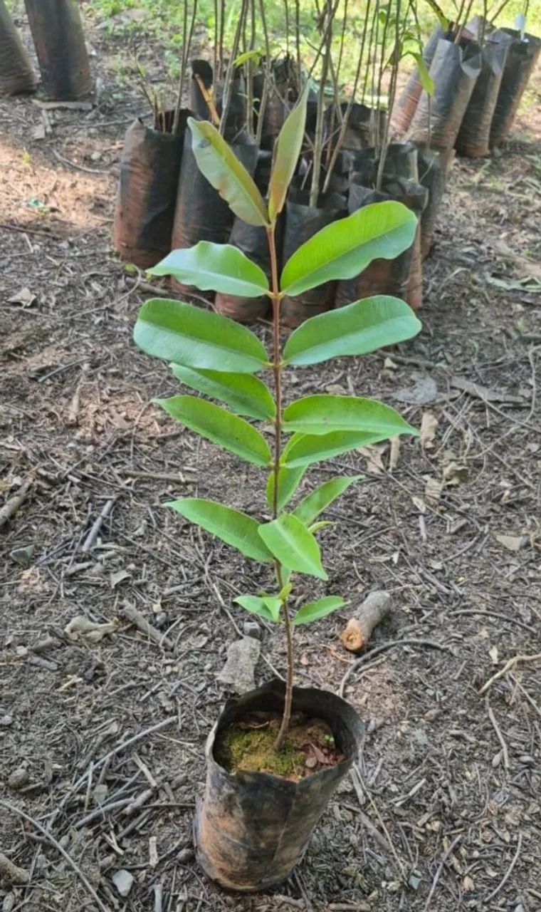 Mangaba - Jardinagem e Plantas - Felipe Camarão, Natal 1486945259