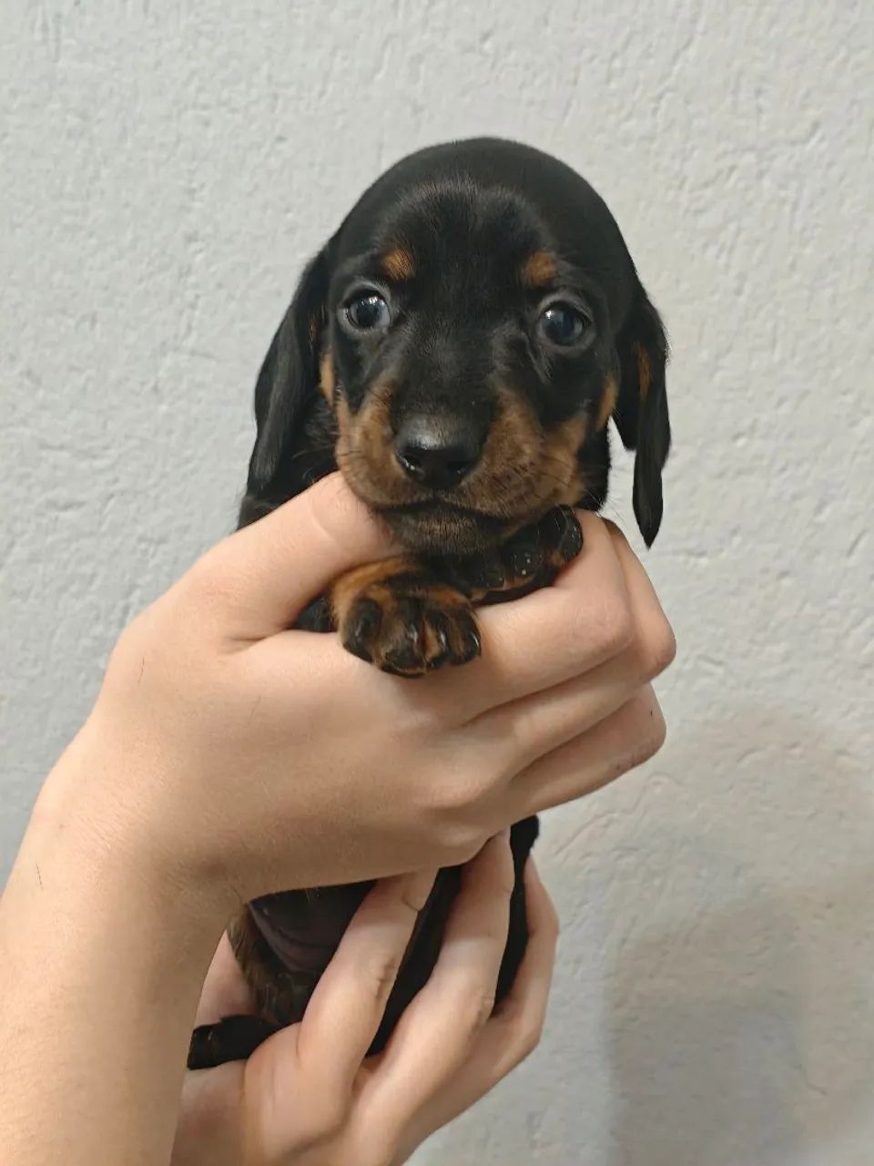FEME DE DACHSHUND (Salsichinha) - Foto 3