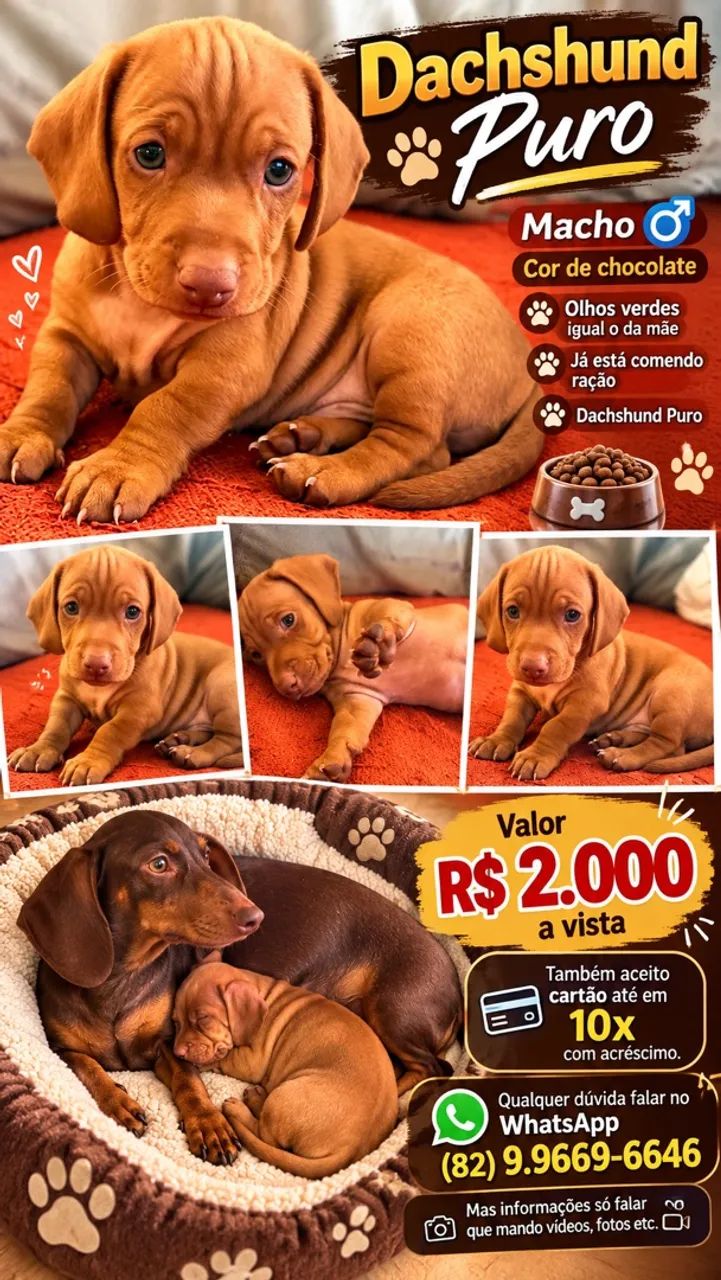 Cachorro teckel 