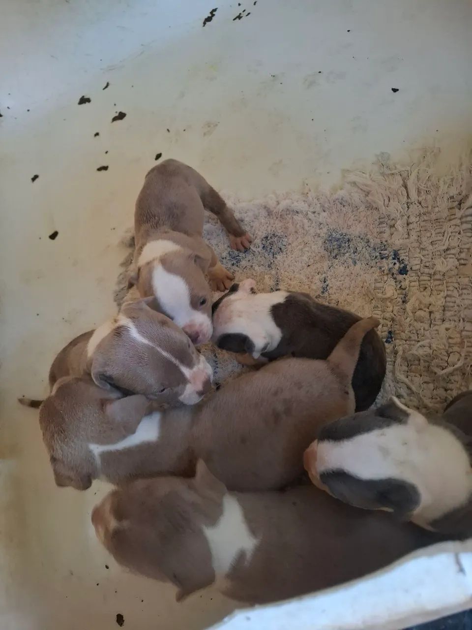 Filhote de American Bully 