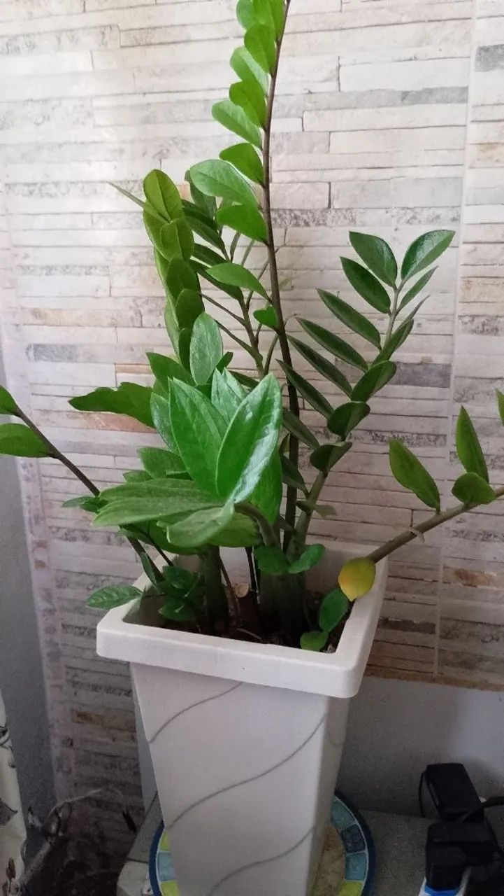 Segurança/vigia/apoio