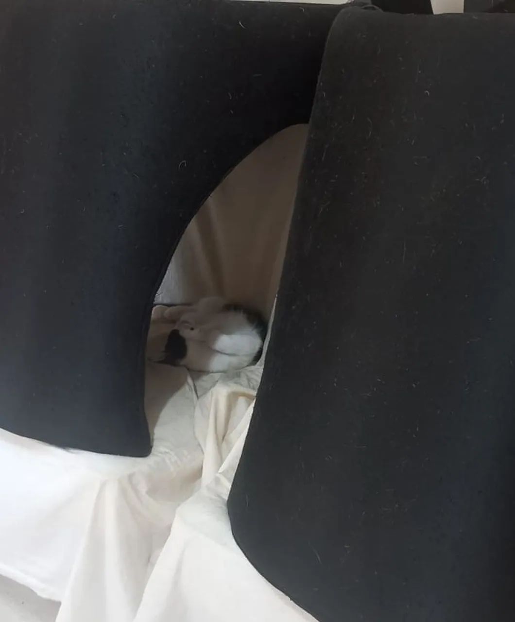 Gatinha para adoção - Foto 3