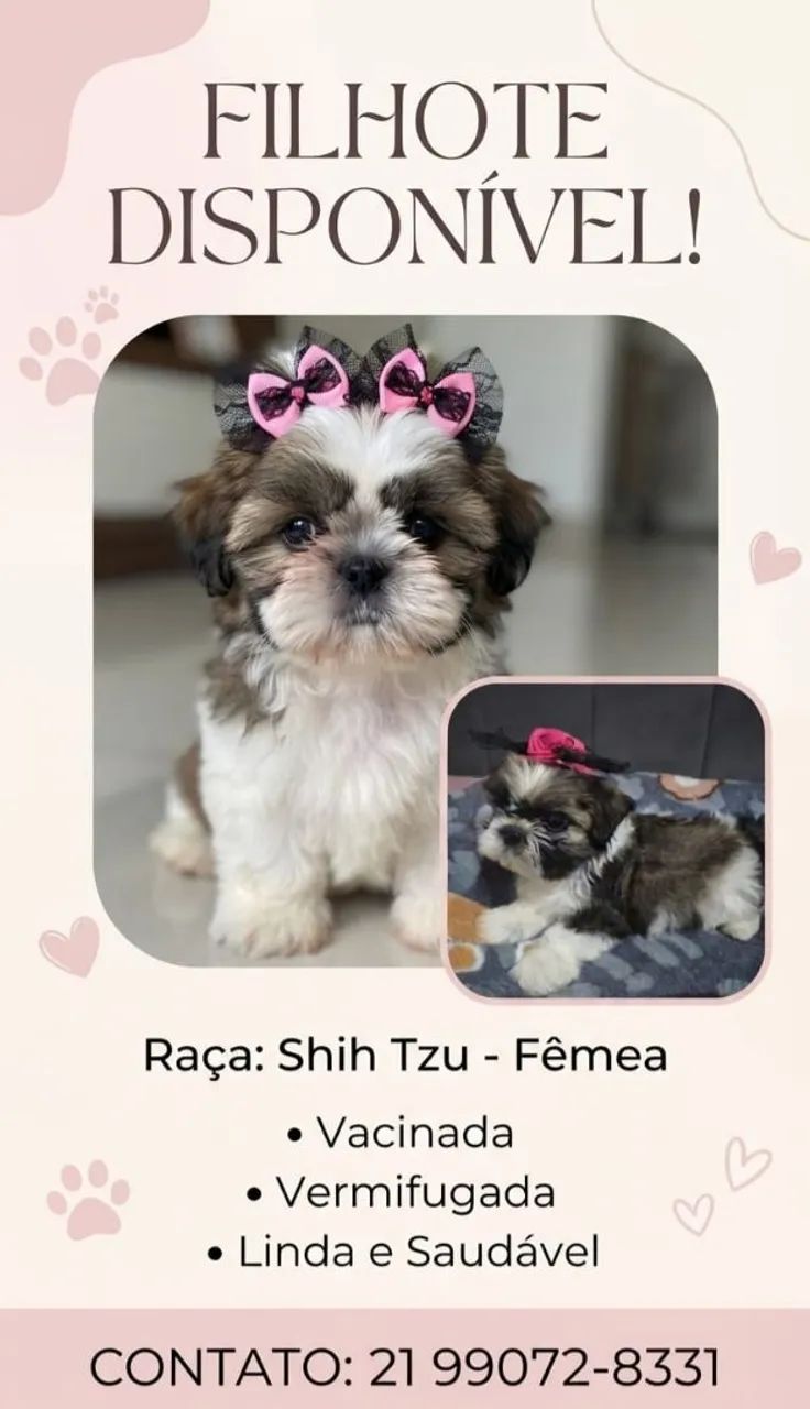 ? Filhotes de Shih Tzu Micro Disponíveis! - Foto 3