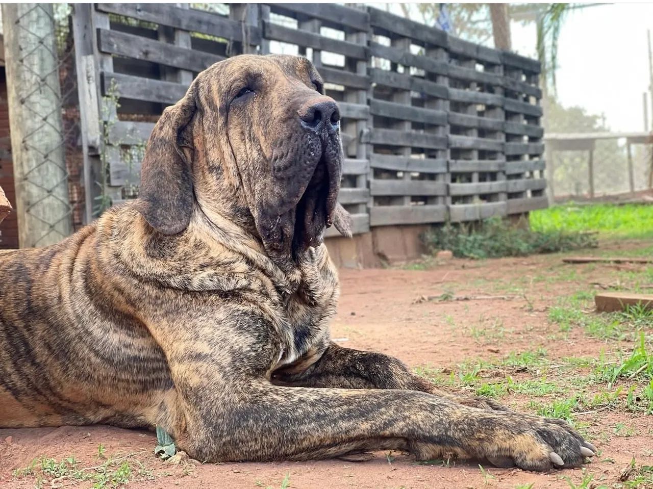 Fila Brasileiro  - Foto 2