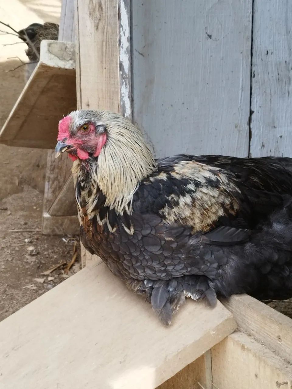 GALO BRAHMA 