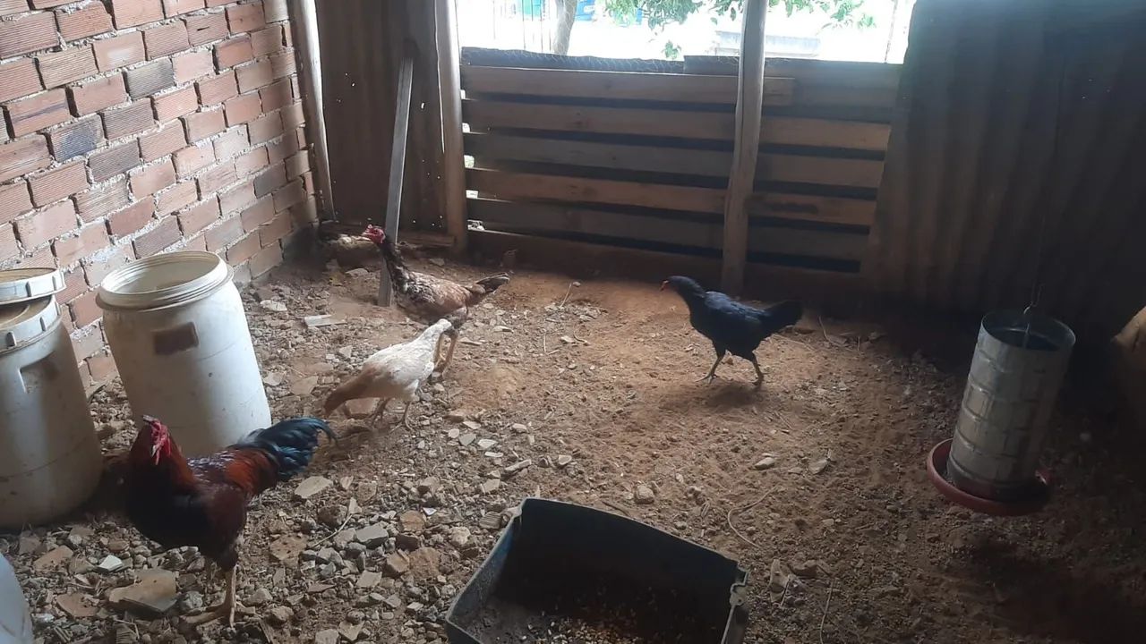 Galinhas - Foto 4