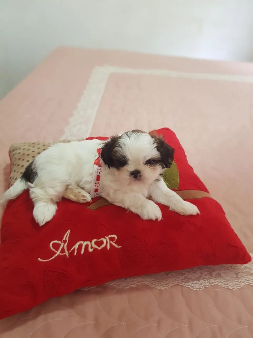 Filhote de Shihtzu - Foto 5