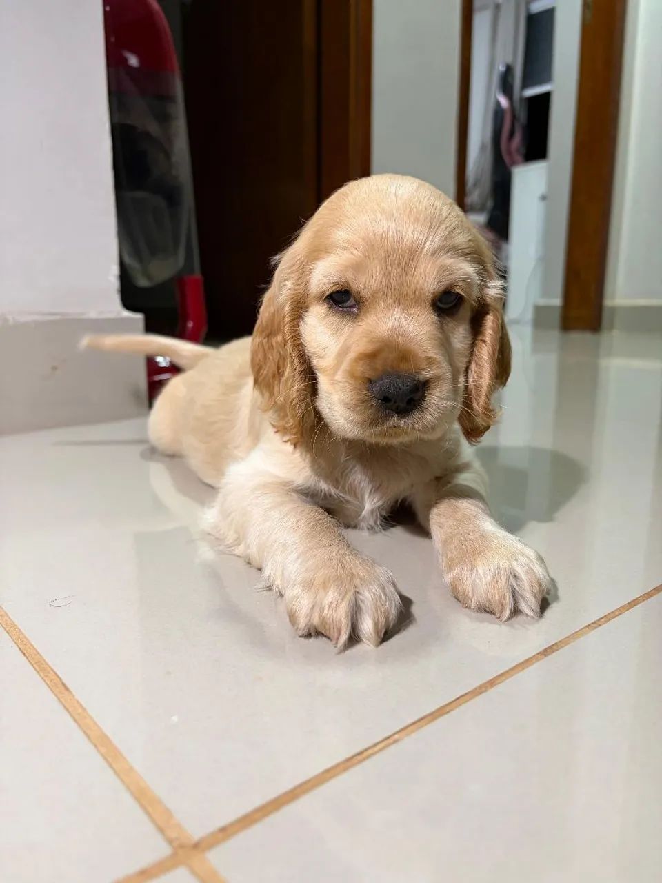 Filhote Cocker Spaniel Macho - Foto 4