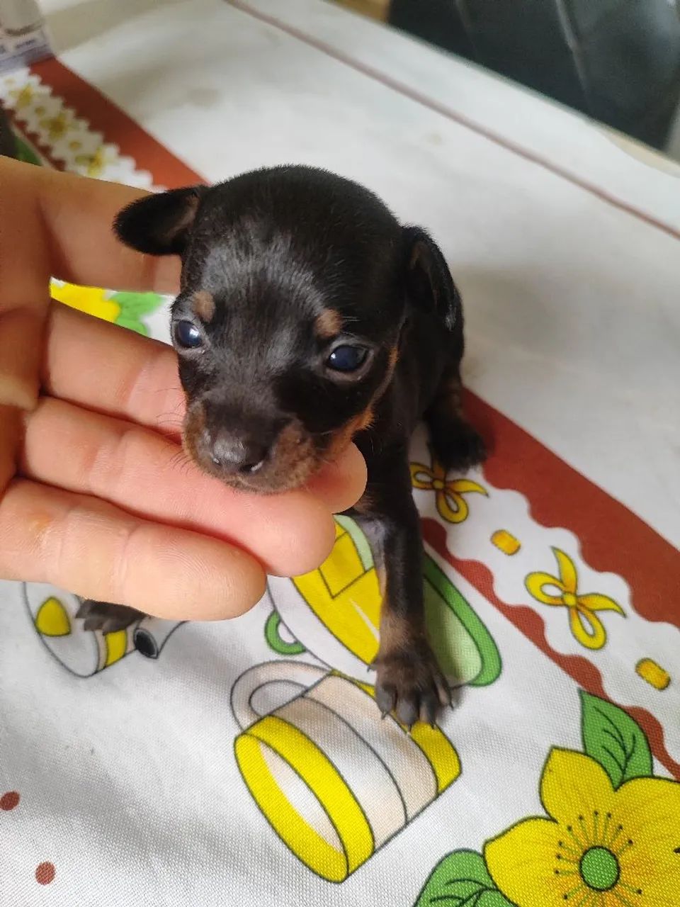 Pincher macho lindo