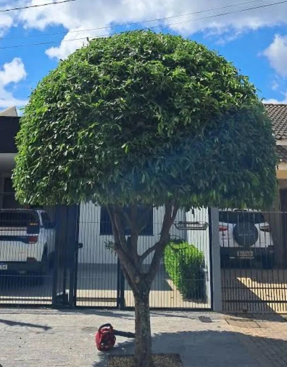Corte e poda de árvore  - Foto 2