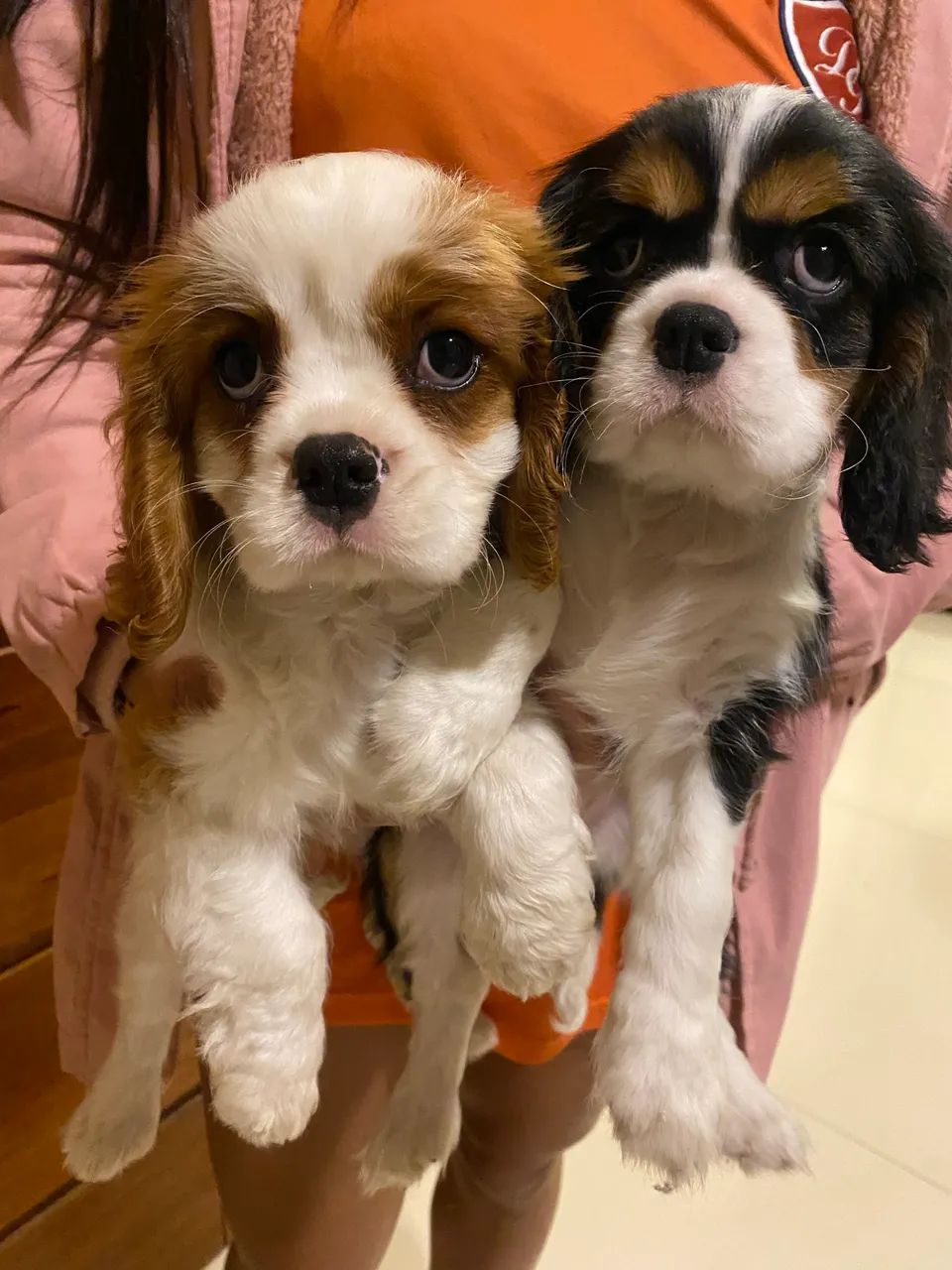 Cavalier king charles  - Foto 4