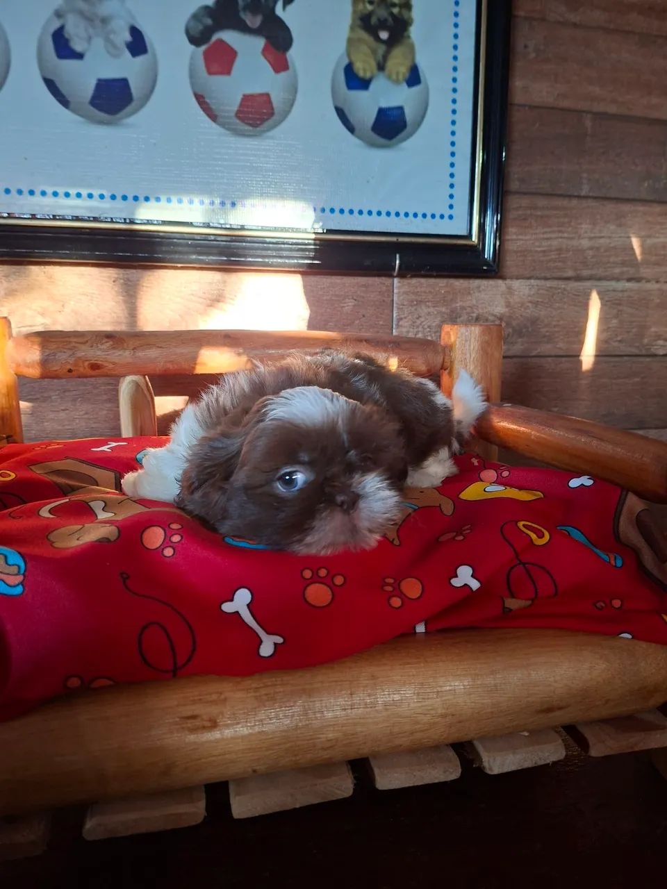 Bebê shih tzu