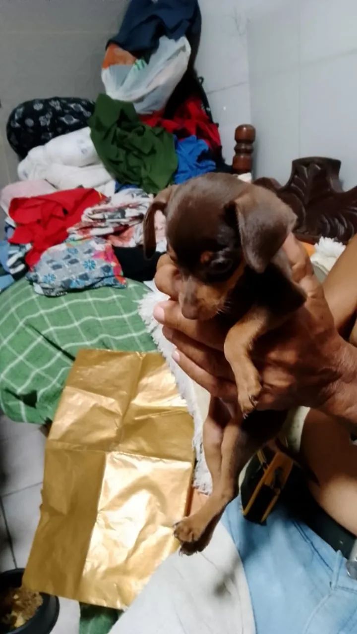Pinscher Macho - Foto 3