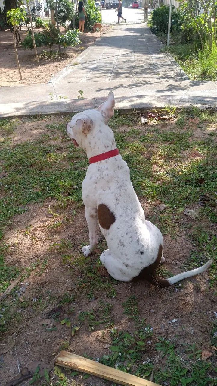 Pitbul manso  - Foto 3